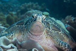 BD-151225-Apo-0040-Chelonia-mydas-(Linnaeus.-1758)-[Green-sea-turtle.-Grön-havssköldpadda].jpg